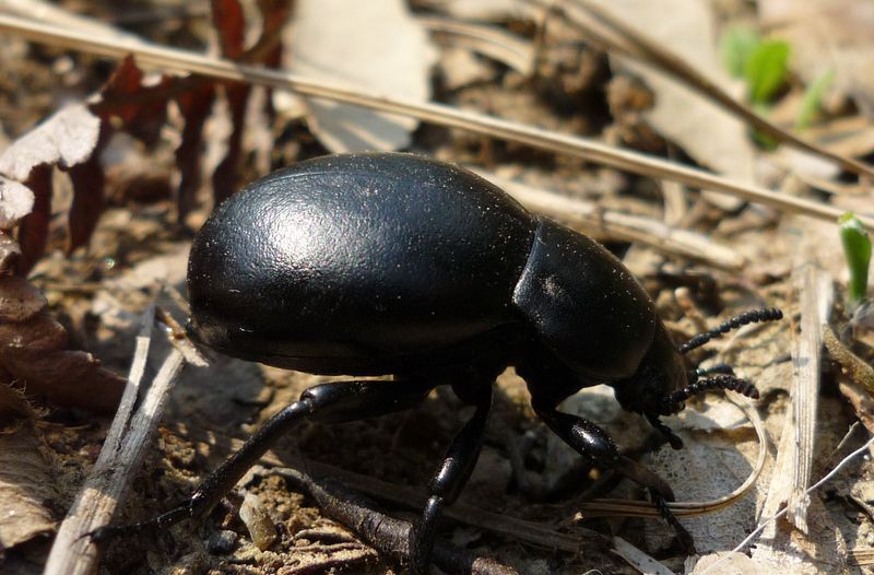 Beetle (della Grecia): Gnaptor spinimanus !